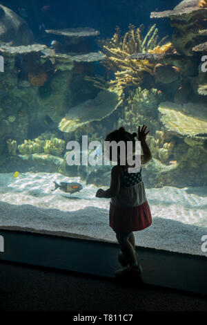 Apple Valley, Minnesota. Minnesota Zoo. Eineinhalb Jahre alte rassische Bi - Mädchen mit Blick auf die Fische im Aquarium an der tropischen Riff. Stockfoto