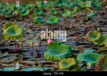 Lily Pads floating in das Mekong Delta, Kambodscha, Indochina, Südostasien, Asien Stockfoto