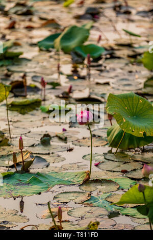 Lily Pads floating in das Mekong Delta, Kambodscha, Indochina, Südostasien, Asien Stockfoto