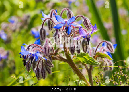 Die wunderschönen Blüten des Borretsch Kräuter, auch als starflower bekannt Stockfoto