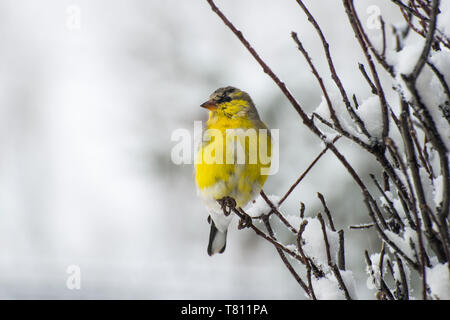 Vadnais Heights, Minnesota. American Goldfinch; Carduelis tristis thront auf einem schneebedeckten Zweig nach einem Frühling Schneesturm. Stockfoto