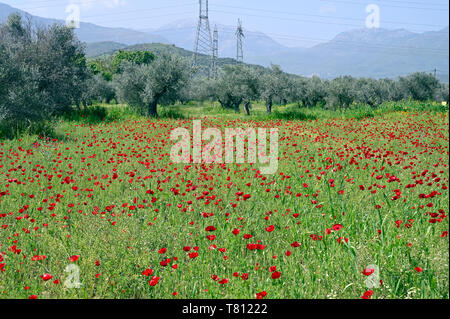 Mohn Blumen und Olivenbäumen Stockfoto