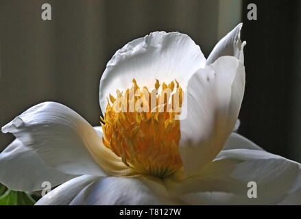 Pfingstrose Blüte, (Paeonia). Die Blume hat reinen, weißen Blüten mit close-up der gold-gelben Blütenstempel und Kelchblätter im Zentrum Stockfoto