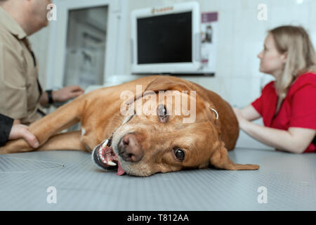 Golden Labrador Retriever liegen auf dem Tisch in der Tierklinik während Ultraschall Diagnose. Stockfoto
