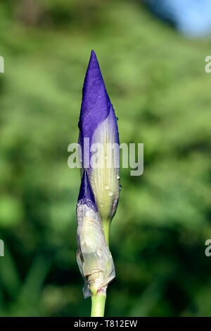 Purple Iris Blütenknospe mit Tautropfen Stockfoto