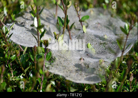 Spinnennetz mit Tautropfen Stockfoto