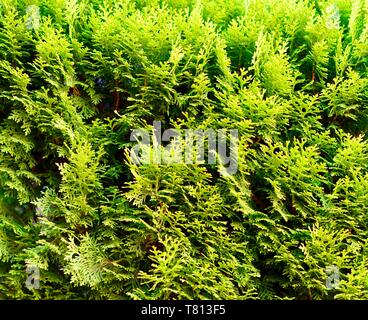 Arborvitae oder Thuja Pflanze Hintergrund Kiefer Familie Stockfoto