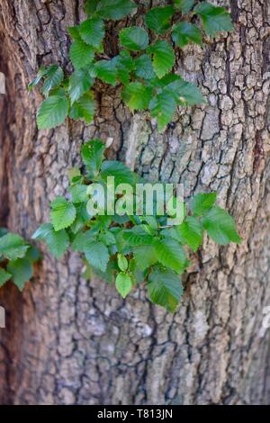 Hintergrund - ein Segment auf einem Baum mit wenigen Blättern auf einer Rinde. Stockfoto