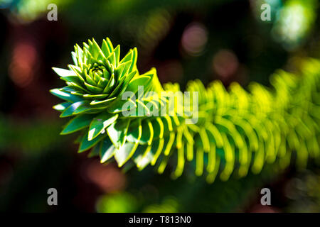 Monkey Puzzle Tree (Araucaria araucana) in den Kew Gardens, London, UK Stockfoto