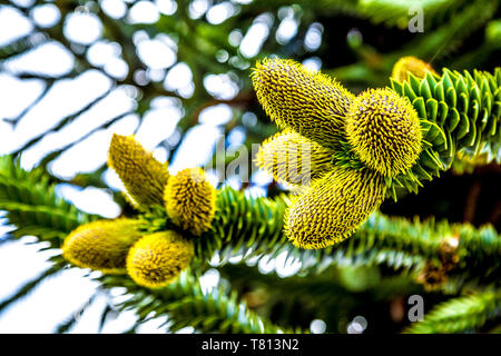 Monkey Puzzle Tree (Araucaria araucana) in den Kew Gardens, London, UK Stockfoto