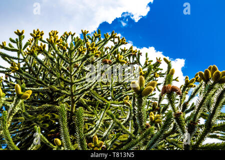 Monkey Puzzle Tree (Araucaria araucana) in den Kew Gardens, London, UK