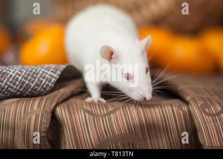 Weiße Maus auf dem Tisch des Neuen Jahres. Das neue Jahr Ratte. Weiße Ratte und Mandarinen. Stockfoto