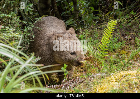 Wombat in der Wildnis Stockfoto