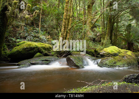 Stream und Regenwald in Tasmanien Stockfoto