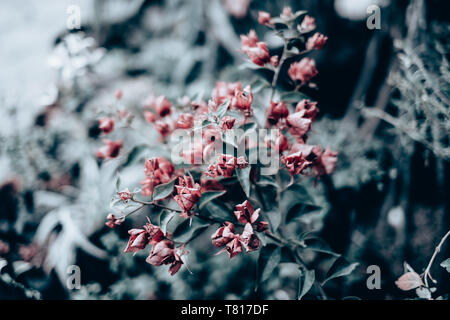 Bougainvillea Blumen und Pflanzen in Pfirsich- und Grüntönen. Selektive konzentrieren. Kopieren Sie Platz. Getönten Bild. Stockfoto