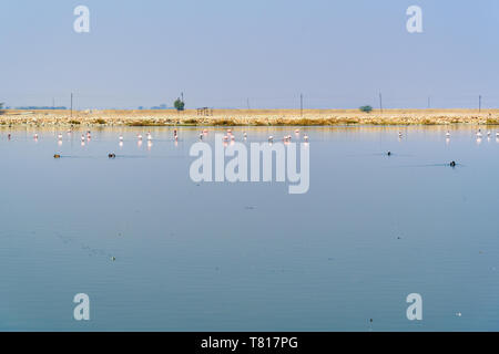 Flamingo Vögel kommen an Sambhar Salt Lake in Rajasthan. Indien Stockfoto