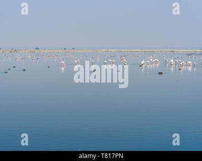 Flamingo Vögel kommen an Sambhar Salt Lake in Rajasthan. Indien Stockfoto