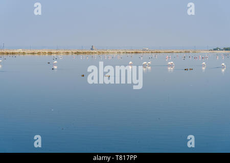 Flamingo Vögel kommen an Sambhar Salt Lake in Rajasthan. Indien Stockfoto