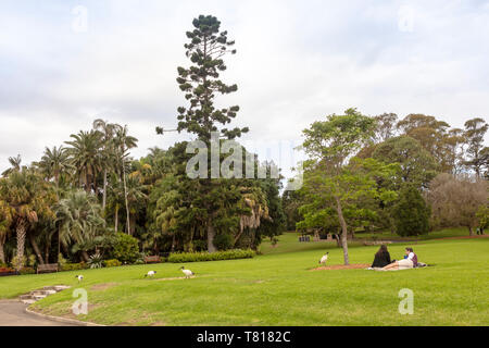 Australische park Szene mit junges Paar picknicken und genießen Unternehmen der Weißen Ibis Vögel. Stockfoto