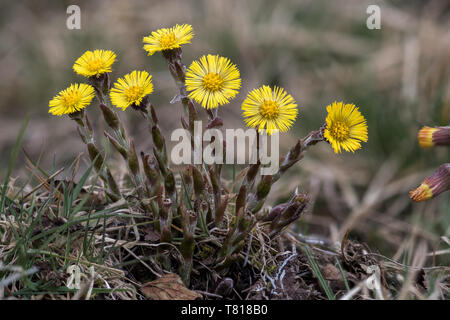 Huflattich Tussilago farfara Blüte im Peak District, England Stockfoto