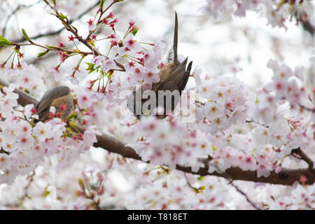 Japanische braun eared bulbul (Hypsipetes amaurotis) Stockfoto