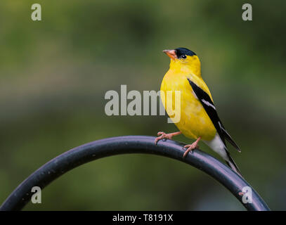 American Goldfinch, männliche dumpf im Südosten von Pennsylvania USA gehockt Stockfoto
