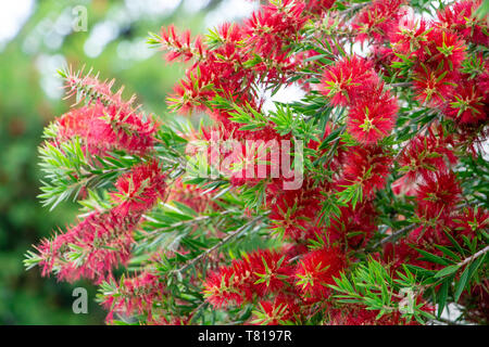 Callistemon Bottlebrush (Anlage) rote Blumen-Pembroke Pines, Florida, USA Stockfoto