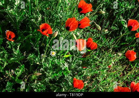 Junge frühling gras mit kleinen Gänseblümchen und wilde rote Mohnblumen auf den Gebieten der Ararat Tal in Armenien Stockfoto