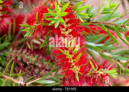 Callistemon Bottlebrush (Anlage) rote Blumen closeup-Pembroke Pines, Florida, USA Stockfoto