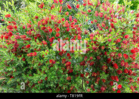 Callistemon Bottlebrush (Anlage) rote Blumen-Pembroke Pines, Florida, USA Stockfoto