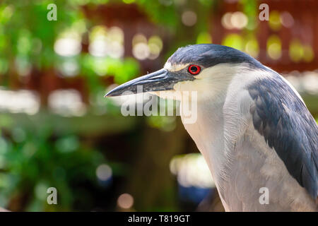 Schwarz - gekrönte Nachtreiher (Nycticorax nycticorax), Nahaufnahme - Davie, Florida, USA Stockfoto