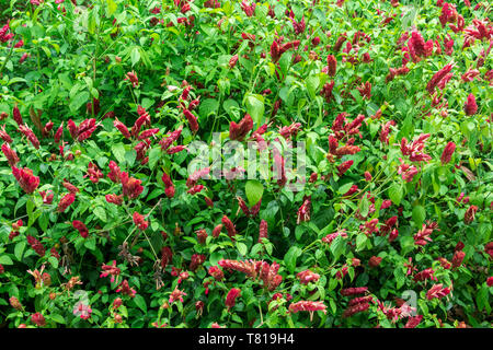 Mexikanische Garnelen Werk alias false Hop ("Justicia brandegeeana) Hüllblätter und Blumen - Davie, Florida, USA Stockfoto