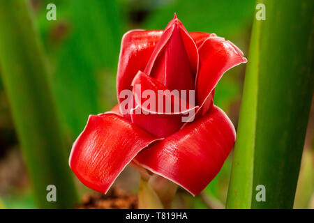 Taschenlampe Ingwer (Etlingera elatiorbegonie Erdbeere) Blüte closeup, Öffnung - Davie, Florida, USA Stockfoto