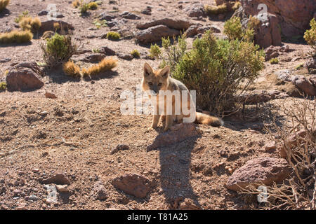 Culpeo (Lycalopex culpaeus), Anden, den Fuchs in der Wüste, San Pedro de Atacama, Chile Stockfoto