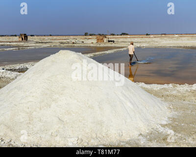 Sambhar, Indien - Februar 03, 2019: Inder Gewinnung von Steinsalz auf Sambhar Salt Lake. Rajasthan Stockfoto