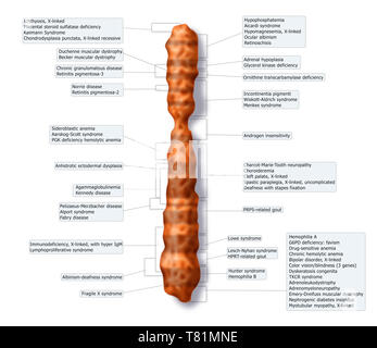 X-Chromosom Karte von Krankheit, Abbildung Stockfoto