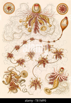 Ernst Haeckel, Siphonophorae, Hydrozoa Stockfoto