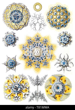 Ernst Haeckel, Bryozoa, Radiolaria Stockfoto