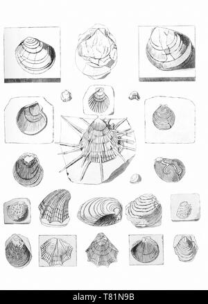 Fossile Muscheln und Jakobsmuscheln Stockfoto