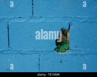 Brick Wall blau lackiert mit Pflanzen in ein Loch in einer Schule in der Nähe der Stadt jardín Kolumbien Hintergrund Stockfoto