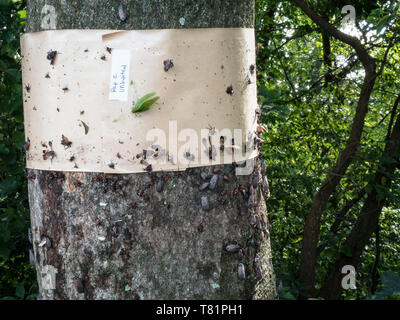 Klebrige Trap mit Lanternflies Stockfoto