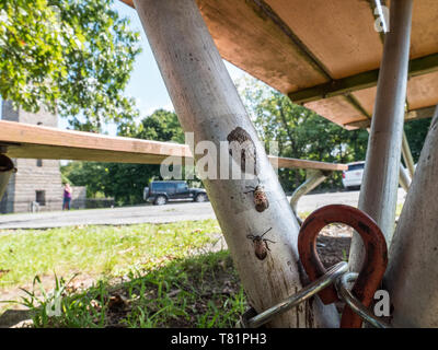 Gefleckte Lanternflies und Eier Stockfoto