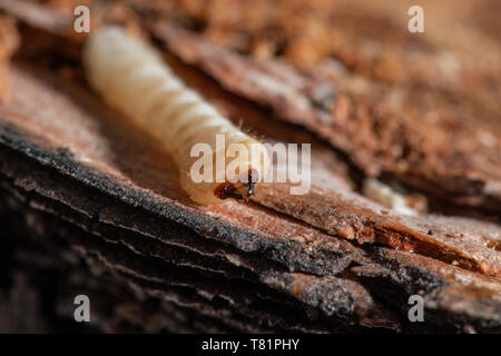 Käfer Larven in Ponderosa Pine Stockfoto