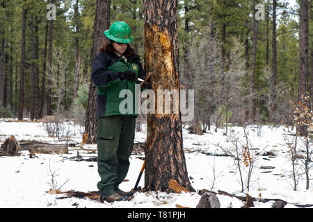 Auf der Suche nach Käfer in Ponderosa Pine Stockfoto