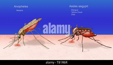 Vergleich von Anopheles, Aedes aegypti Mücken, Abbildung Stockfoto