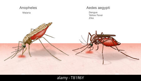 Vergleich von Anopheles, Aedes aegypti Mücken, Abbildung Stockfoto