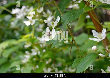 Nahaufnahme einer Honigbiene auf einem Black Flower Stockfoto