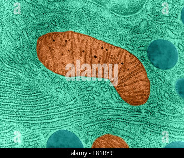 Mitochondrium in Bat Bauchspeicheldrüse Zelle, TEM Stockfoto