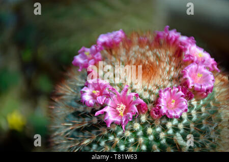 Pin-Cushion stacheligen Kaktus aus Mexiko Stockfoto