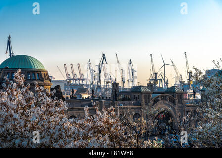 Blühende Bäume in Hamburg mit dem Hafen im Hintergrund Kräne Stockfoto